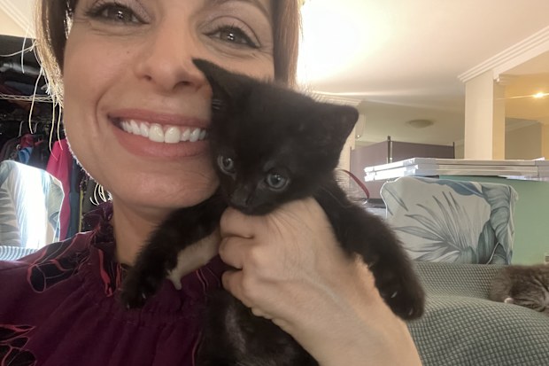 Fostering cats and kittens: 'Fostering kittens is a lot of fun, work ...
