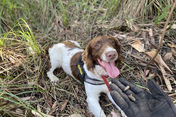 Max the sniffer dog who found new group of Koalas