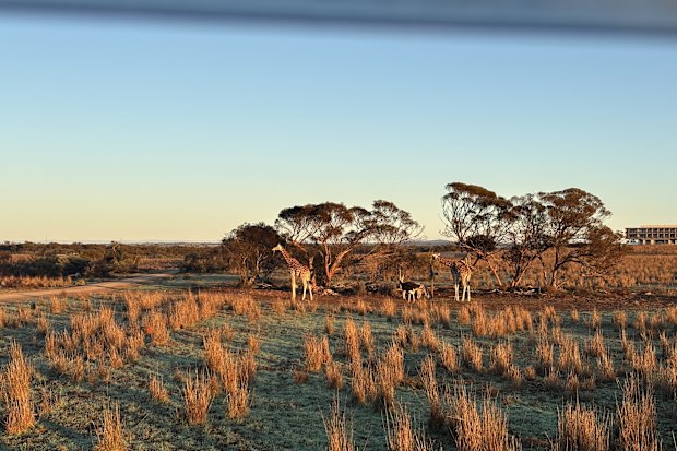 Monarto Safari Resort