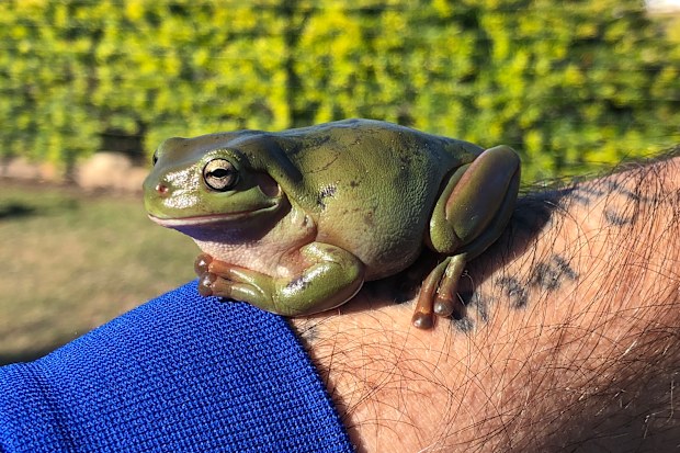"Lucky" the tree frog was rescued by Jamie after being spat up by a tree snake. Picture: AAP