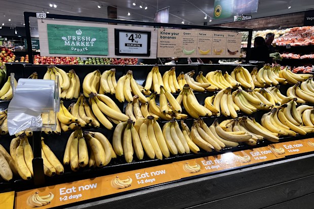 bananas appear ripe but are not due to the cool weather taking longer to ripen