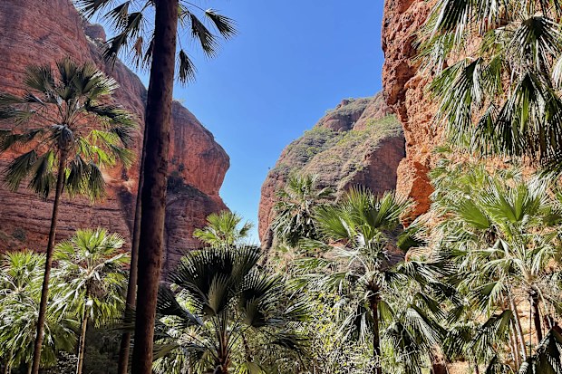 The Mini Palms walk is a must-do activity while in the park. 