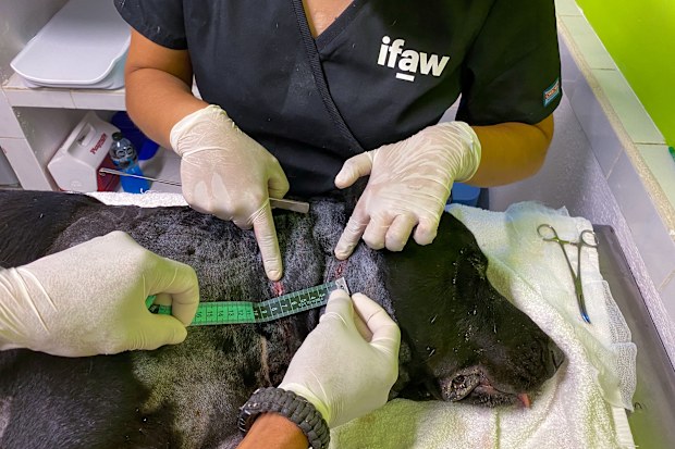 Negrito sustained several bites in the attack and was in recovery for a couple of days.