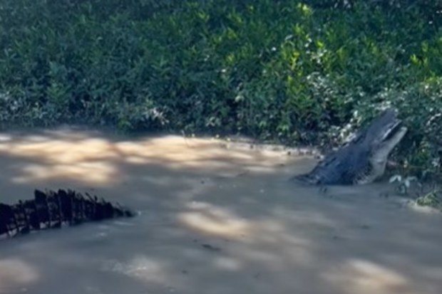 NT Crocodile eating another crocodile