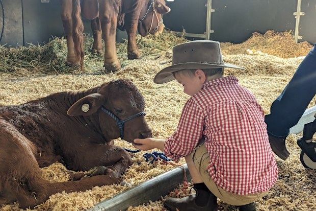 Stephanie Trethewey's son feeds a cow.