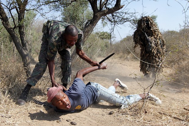 Security staff stage a mock capture and arrest of 'poachers' on a game farm in the Waterberg district, some 350km north-west of Johannesburg, South Africa.