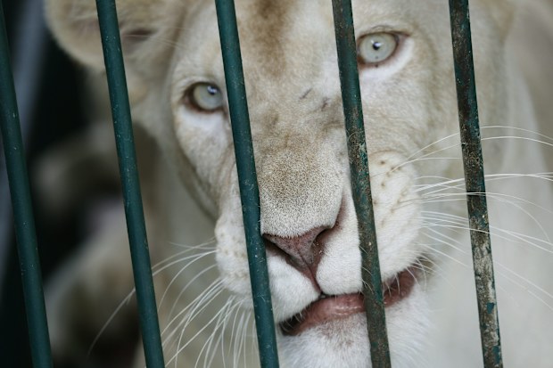 A Pakistani zoo staffer was mauled while feeding a white lion earlier this week.