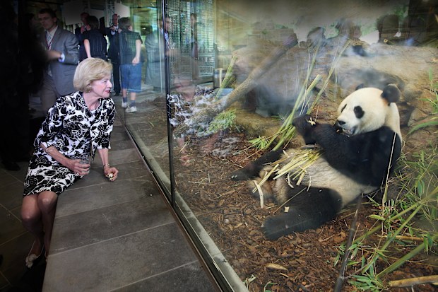 Giant Panda