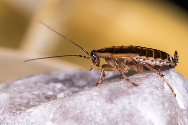 The German cockroach is described in the report as “the species that gives all other cockroaches a bad name".