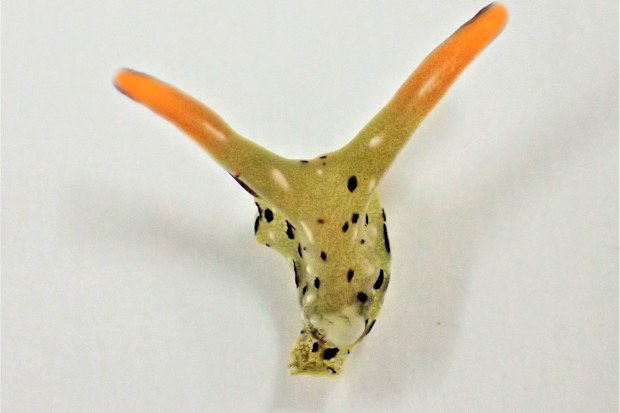 This photo shows the head of a Elysia cf. marginata sea slug.  (Sayaka Mitoh via AP)