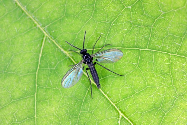 fungus gnat indoor plants