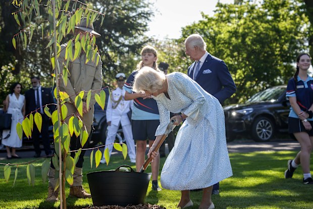CANBERRA, AUSTRALIA - OCTOBER 21: Queen Camilla plants a tree as King Charles III stands with her at Government House in Yarralumla on October 21, 2024 in Canberra, Australia. The King's visit to Australia will be his first as Monarch, and CHOGM in Samoa will be his first as Head of the Commonwealth.  (Photo by Brook Mitchell/Getty Images)