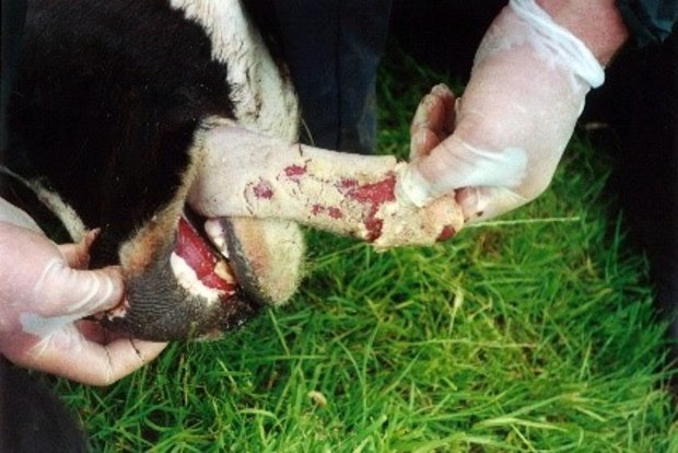 Foot and mouth disease causes blisters on the mouth, snout, tongue, lips and between and above the hooves on the feet.