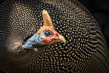 Animal Portraits (Bronze)