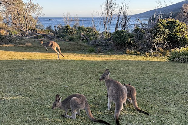 Kangaroos at Pretty Beach.