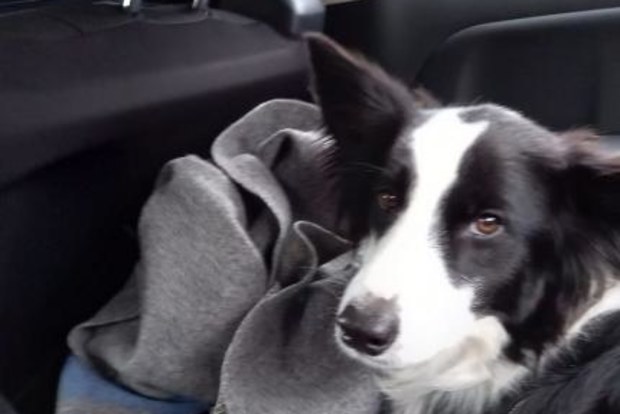 Charlie, the Border Collie