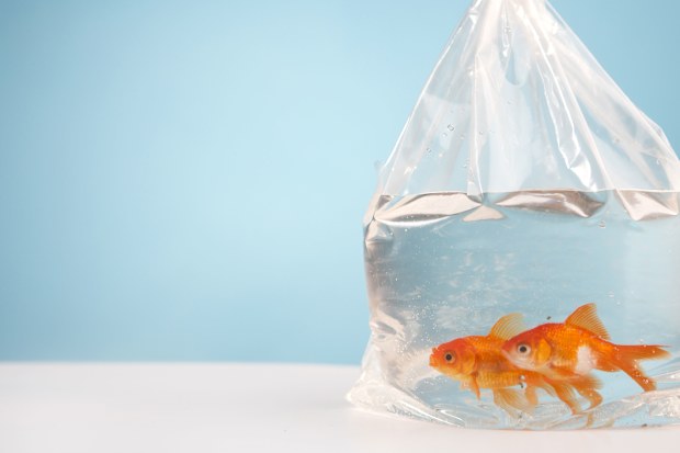 Bride gives wedding guests live goldfish