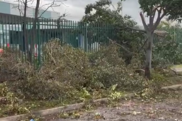 Tress down in Adelaide 