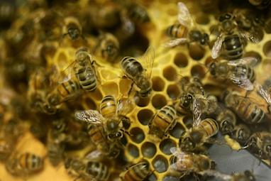 6. Bees