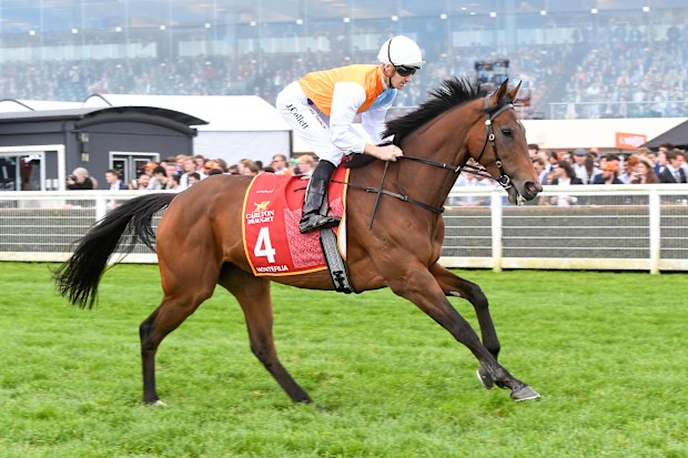 Montefilia on the way to the barriers prior to the running of the Caulfield Cup.