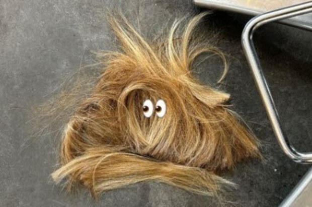 lady amelia hair cut