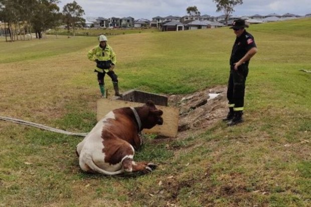 The confused cow got stuck up to her stomach in mud