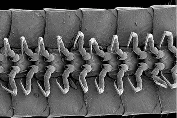 The millipede was found as part of a broader study by the CSIRO
