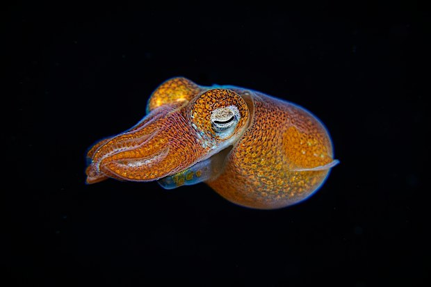 Bobtail glow squid