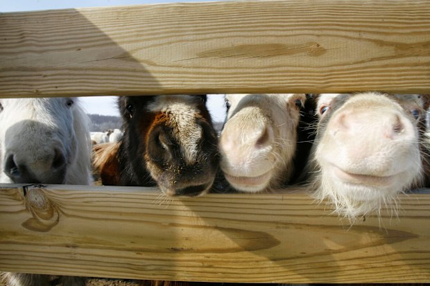 Miniature horses (Stock photo - AAP)