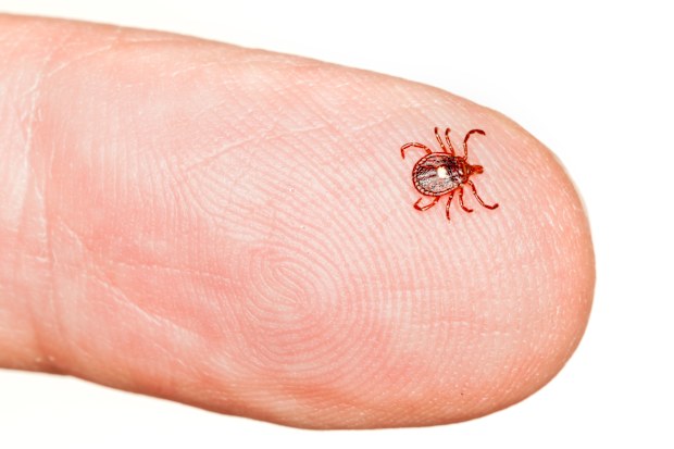 A Lone Star tick can cause people to develop allergies to red meat.