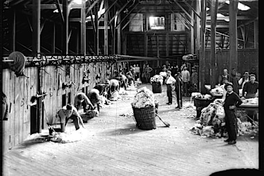Inside the sheep-shearing shed, date unknown 