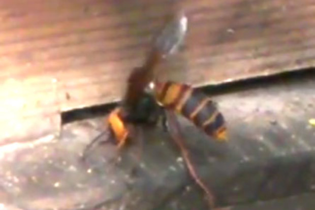 The Asian giant hornet before the attack.