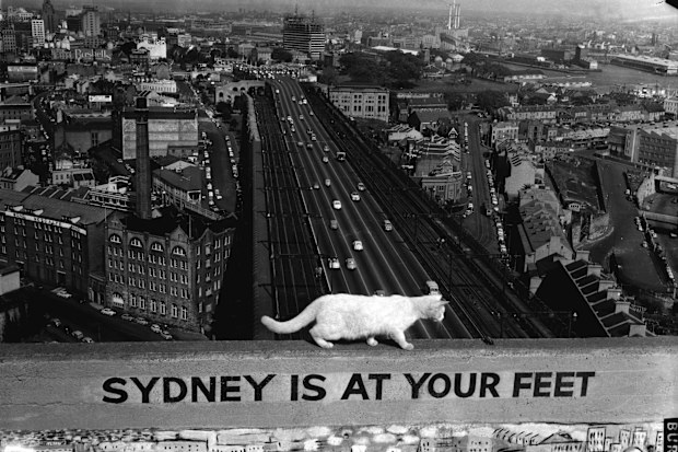 One of the pylon cats tiptoeing across a barrier nearly 100 metres above the ground.