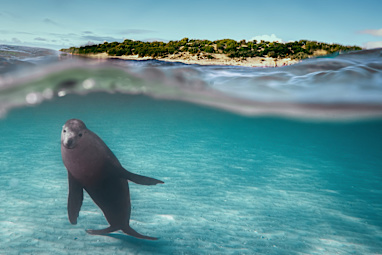 Swim with sea lions