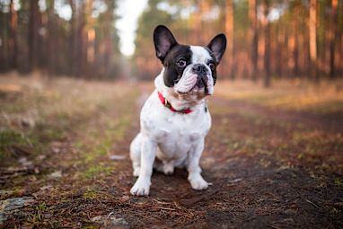 5. French bulldog