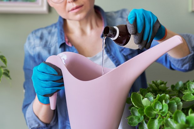 Houseplants, indoor plant