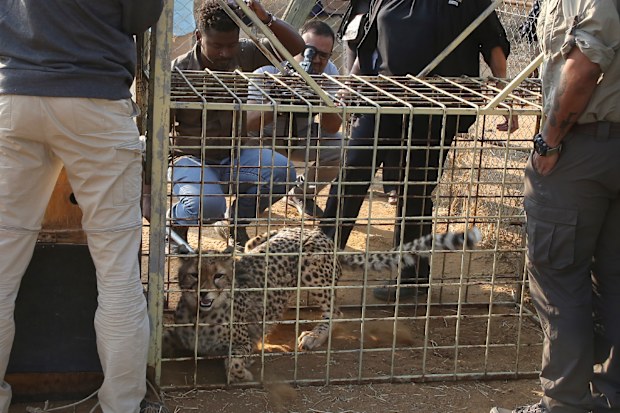 A cheetah lies inside a transport cage.