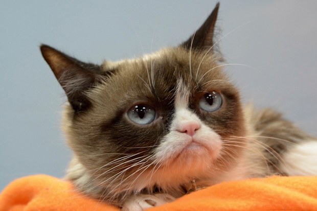 Grumpy Cat aka Tardar Sauce has died at home in Arizona at the age of seven due to complications from a urinary tract infection. 