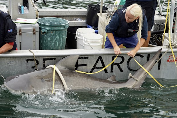 Amy Smoothey shark tagger