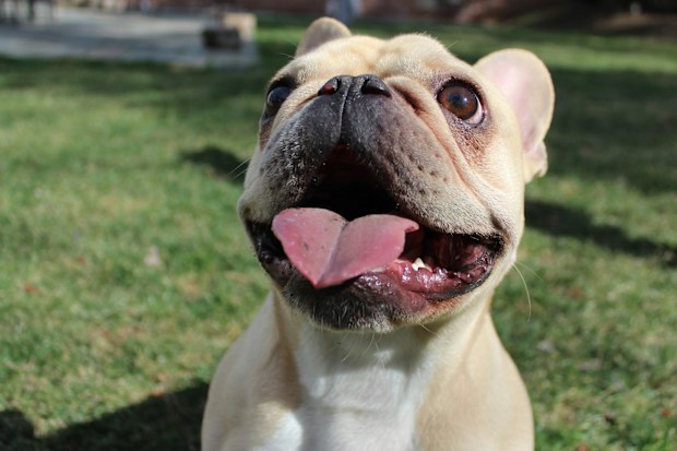 French bulldog