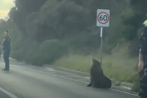 Sammy the seal blocks traffic in Mornington Peninsula