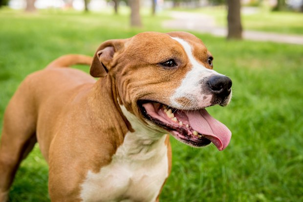 RSPCA NSW says dogs should be judged on an animal's individual merits, rather than by breed.