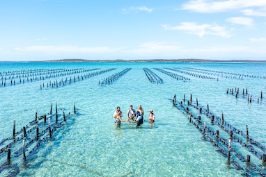 Sample oysters straight out of the water