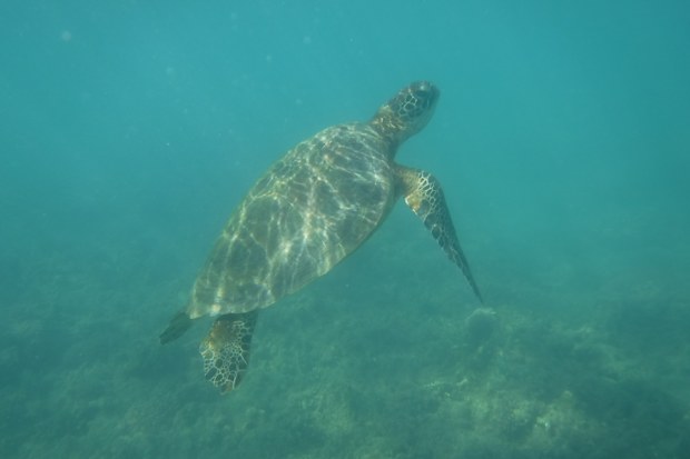 Turtle, underwater, Fitzroy Island, Great Barrier Reef