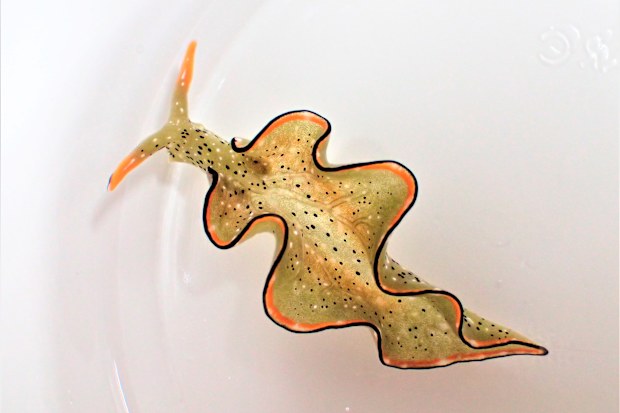 scientists have discovered that some Japanese sea slugs can grow whole new bodies if their heads are cut off, taking regeneration to the most extreme levels ever seen. (Sayaka Mitoh via AP)
