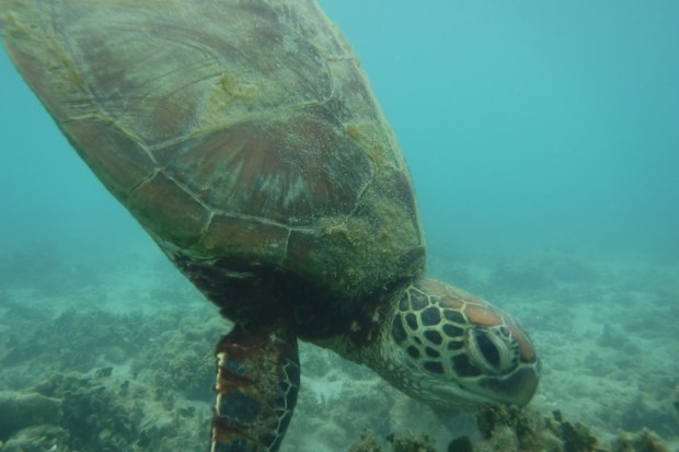 Turtle, underwater, Fitzroy Island, Great Barrier Reef