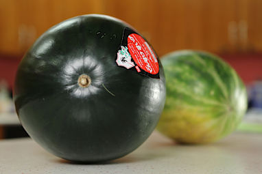 Densuke Watermelon