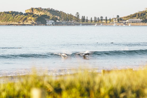 Dolphins catching a wave at Terrigal Beach, Terrigal on the Central Coast of NSW.