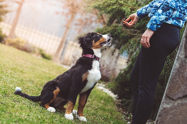Dog training