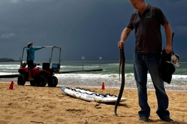 Scott Williams posted about the snake on Manly Beach on Instagram, after alerting rescuers.